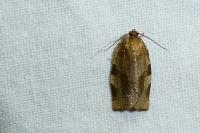 Choristoneura hebenstreitella