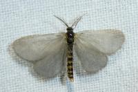 Rebelia plumella surientella