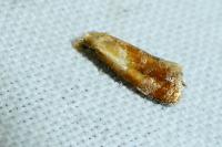 Gynnidomorpha rubricana