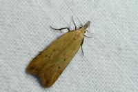 Dichomeris limosella