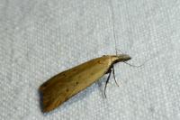 Dichomeris limosella