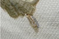 Argyresthia abdominalis