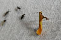 Caloptilia alchimiella