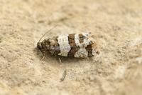 Isotrias rectifasciana