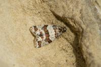 Isotrias rectifasciana