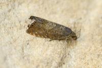 Dichrorampha aeratana