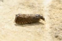 Dichrorampha aeratana
