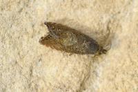 Dichrorampha aeratana