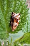 Archips xylosteana