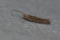 Plutella xylostella