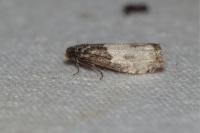 Notocelia cynosbatella