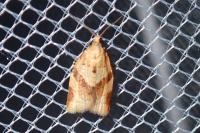 Clepsis consimilana