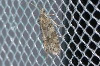 Cnephasia