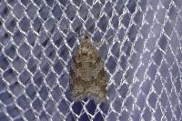Cnephasia