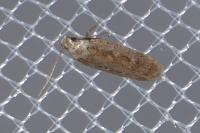 Platyedra subcinerea