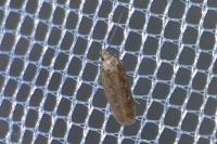 Platyedra subcinerea