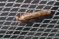 Platyedra subcinerea