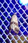 Cochylis