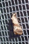 Cochylis