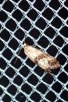 Cochylis