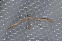 Emmelina monodactyla