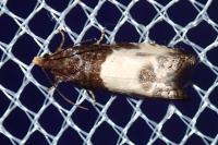 Notocelia cynosbatella