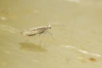 Plutella xylostella