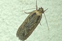 Depressaria radiella