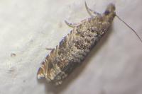 Ancylis achatana