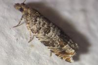 Ancylis achatana