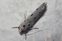 Ethmia dodecea
