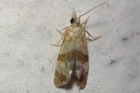 Phalonidia contractana