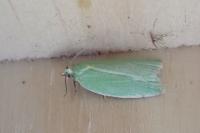 Tortrix viridana