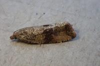 Celypha striana