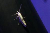Argyresthia