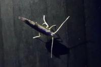 Argyresthia