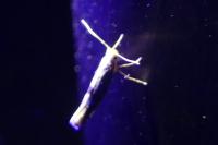 Argyresthia