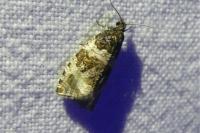 Orthotaenia undulana