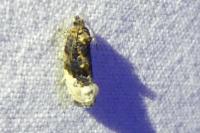 Hedya nubiferana