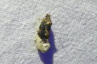 Hedya nubiferana