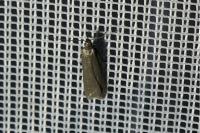 Acompsia cinerella