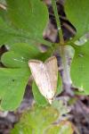 Aleimma loeflingiana