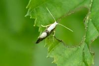 Argyresthia spinosella