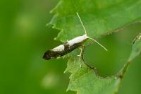 Argyresthia spinosella