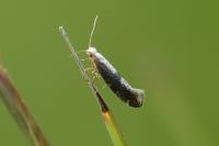 Argyresthia spinosella