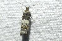 Notocelia trimaculana