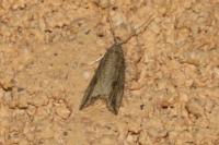 Bactra