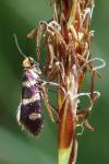 Micropterix aureatella