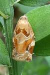 Archips xylosteana
