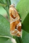 Archips xylosteana